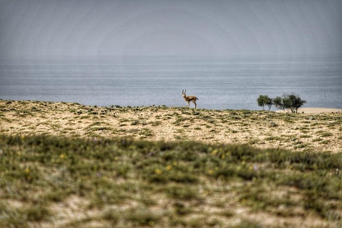 Souss Massa National Park Excursion – Wildlife & Safari Tour - Comfort and practical setup: what to bring for a half-day
