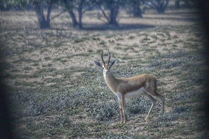 Souss Massa National Park Excursion – Wildlife & Safari Tour - Who this tour suits best (and who might rethink it)