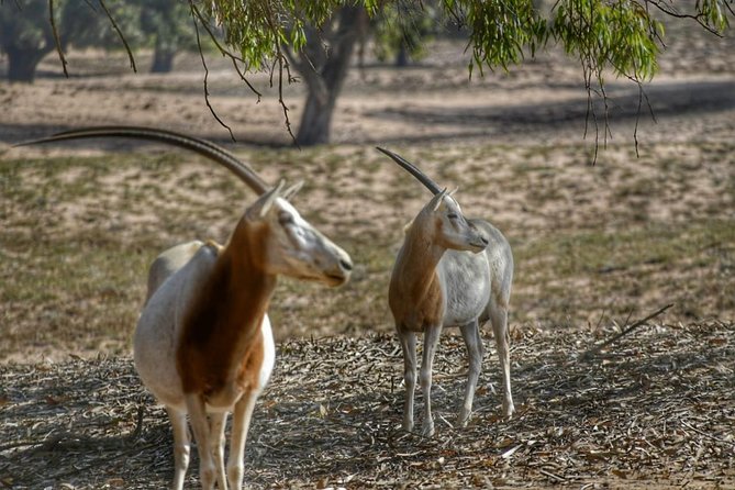 Souss Massa National Park Excursion – Wildlife & Safari Tour - Weather matters more than you think