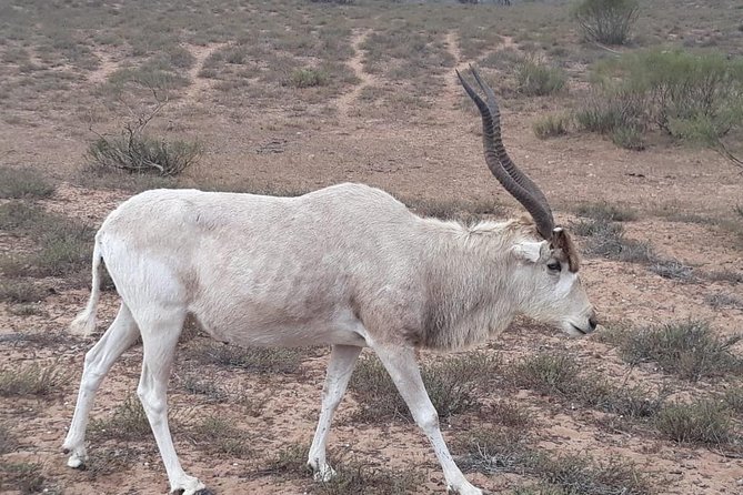 Souss Massa National Park Excursion – Wildlife & Safari Tour - What you’re really paying for: $112.52 and the included entry