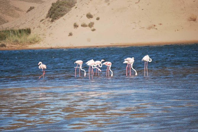 Souss Massa National Park Half Day Trip from Agadir - The Souss Massa National Park vibe: wildlife plus birding, without the full-day slog