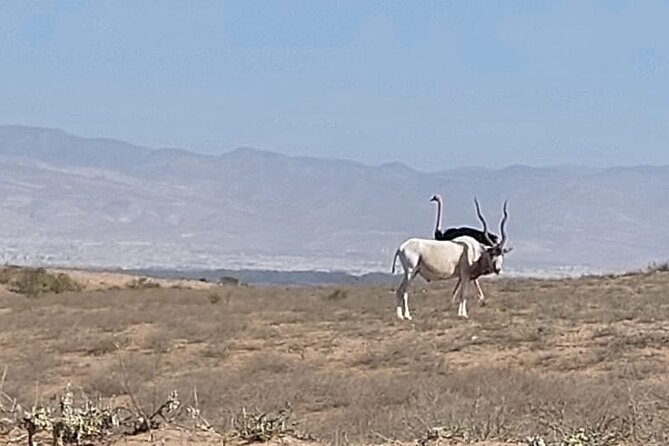 Souss Massa National Park Half Day Trip from Agadir - Quick stops and coastal scenery: reservoir, valley views, and a beach-world finish
