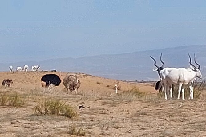 Souss Massa National Park Half Day Trip from Agadir - Tifnit fishing village: the wild coast part of the day