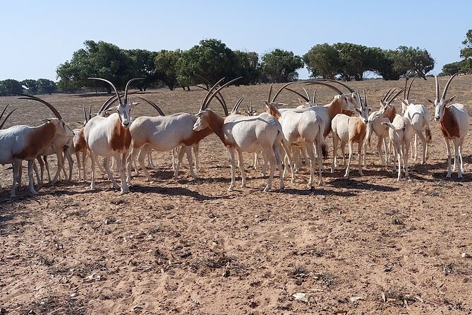 Souss Massa National Park Half Day Trip from Agadir - Tiznit market time and lunch: optional, but useful for culture