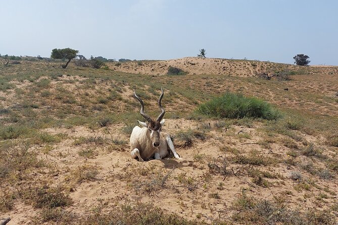 Souss Massa National Park Half Day Trip from Agadir - Price and value: is $104.53 per person fair for a half-day?