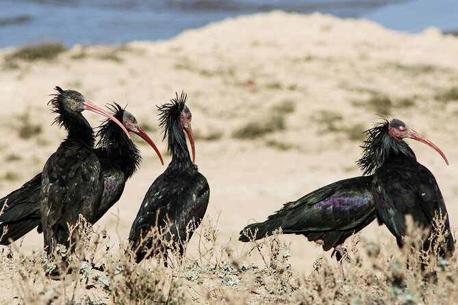 Souss Massa National Park Half Day Trip from Agadir - Who this half-day safari suits best (and who should think twice)