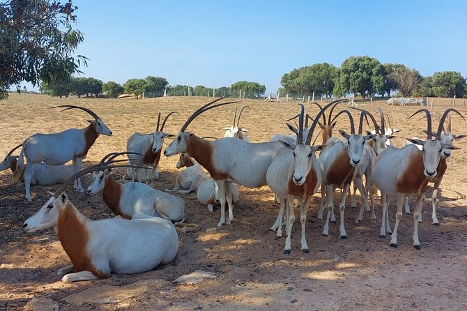 Souss Massa National Park Half Day Trip from Agadir - From Agadir to eucalyptus and argan forest: the ride is part of the show