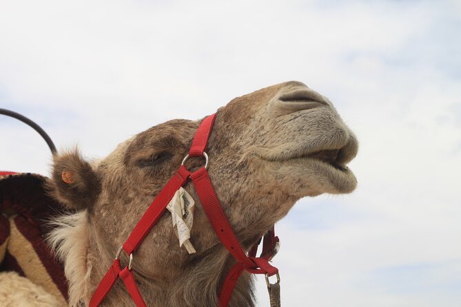 Stargazing and camel ride in the agafay desert - Key things to know before you go