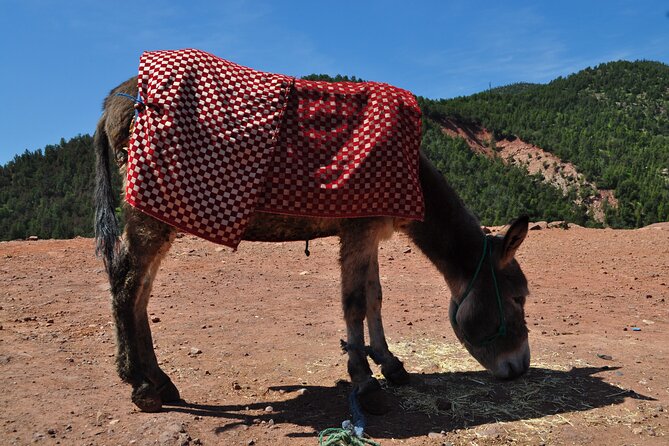 Stargazing and camel ride in the agafay desert - Nomad outfits and photo moments: what you’re really buying