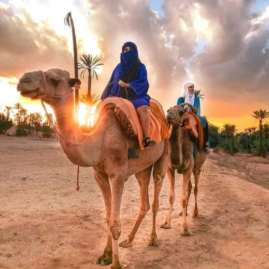 Sun set camel ride in palmerai of Marrakesh - Meeting Your Camel and the Nomadic Dress Moment