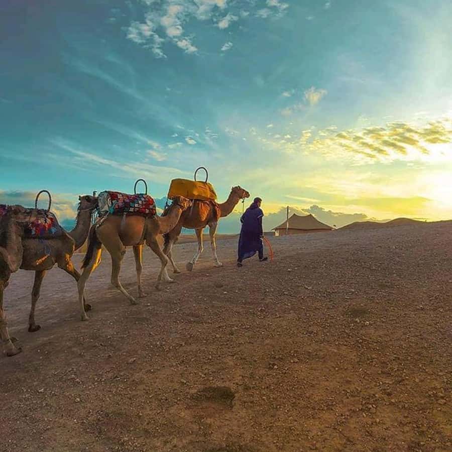 Sun set camel ride in palmerai of Marrakesh - Tea Break at Dusk: A Warm Finish to Cool Air