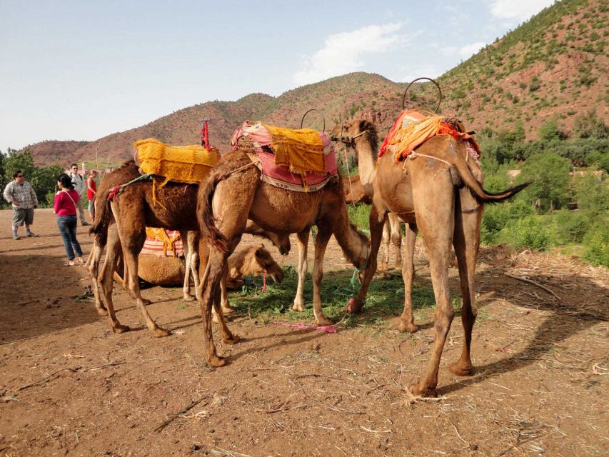 Sun set camel ride in palmerai of Marrakesh - Comfort and Safety: Who Should Rethink It