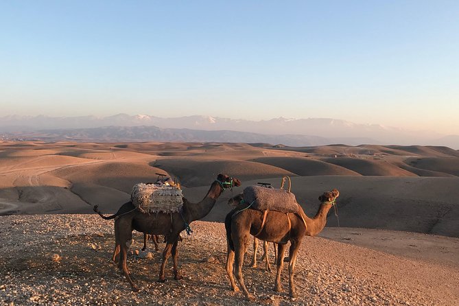 Sunset Camel ride Agafay desert including dinner and transport - Pickup from Marrakech and the 4:00 PM start