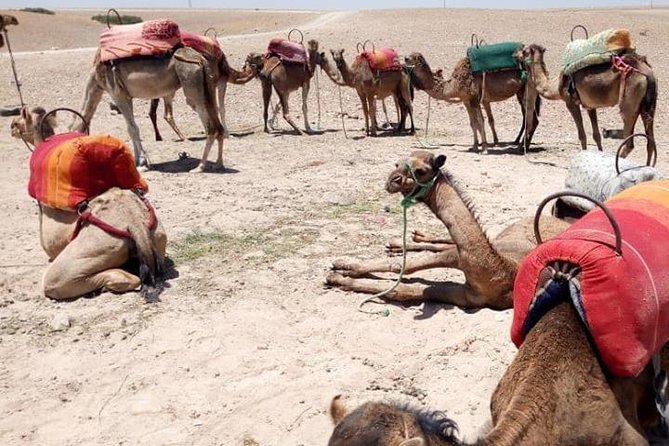 Sunset camel ride Agafay desert Marrakech - Key Things I’d Plan Around