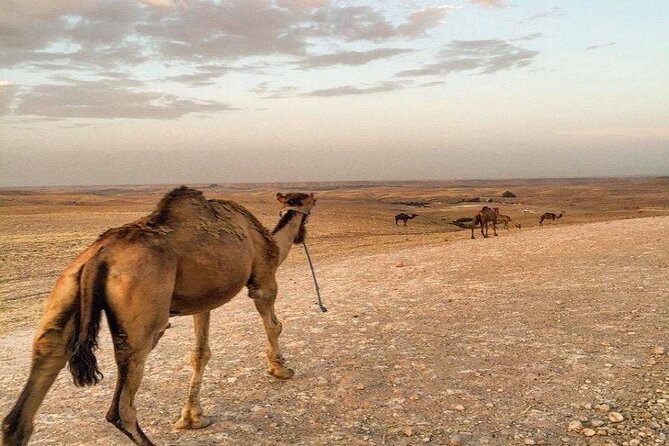 Sunset Camel Ride experience at the Agafay rocky Desert. - What to pack (so the ride stays fun)