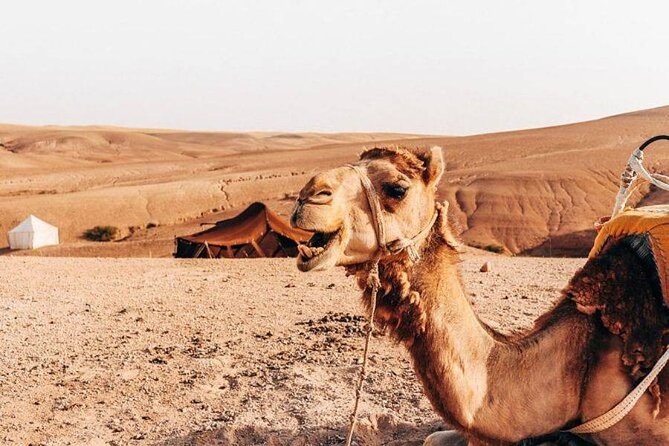Sunset Camel Ride experience at the Agafay rocky Desert. - The Marrakech pickup and Atlas Mountains drive (no guesswork)