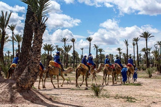 Sunset Camel Ride In Marrakech Palm Grove - Why Marrakech Palm Grove at Sunset Is Worth the Trip