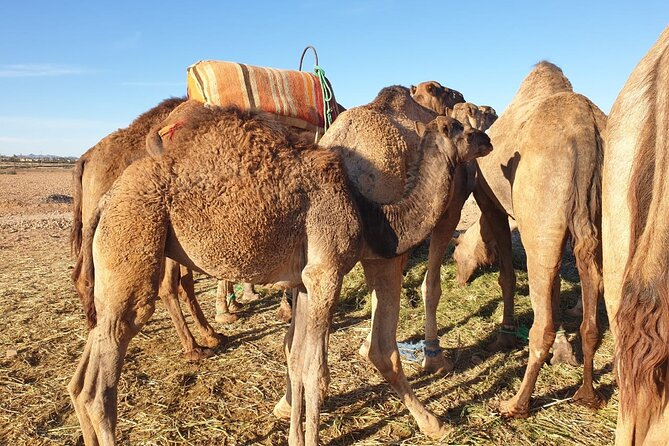 Sunset Camel Ride Marrakech with Transfers - The Palmeraie at sunset: why this beats a long day trip