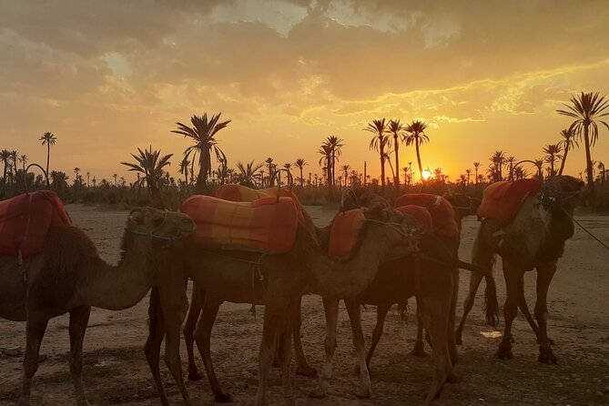 Sunset Camel Ride Marrakech with Transfers - Price and value: what you’re really paying for