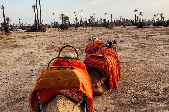Sunset Camel Ride Marrakech with Transfers - Traditional nomad clothing and getting on the camel