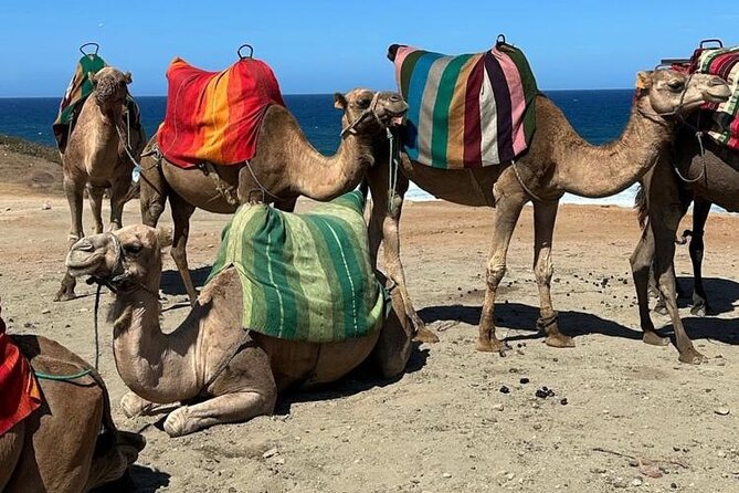 Sunset Camel Ride on Achakkar Beach including Traditional Dinner - Arriving at Achakkar: meeting the camels right by the sea
