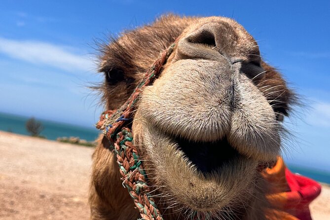 Sunset Camel Ride on Achakkar Beach - Cap Spartel and the lighthouse: where the seas meet