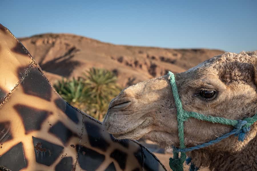 Sunset Camel Ride with an Authentic Dinner in an Oasis - Price and Value: What $81 Covers (and What to Budget for)