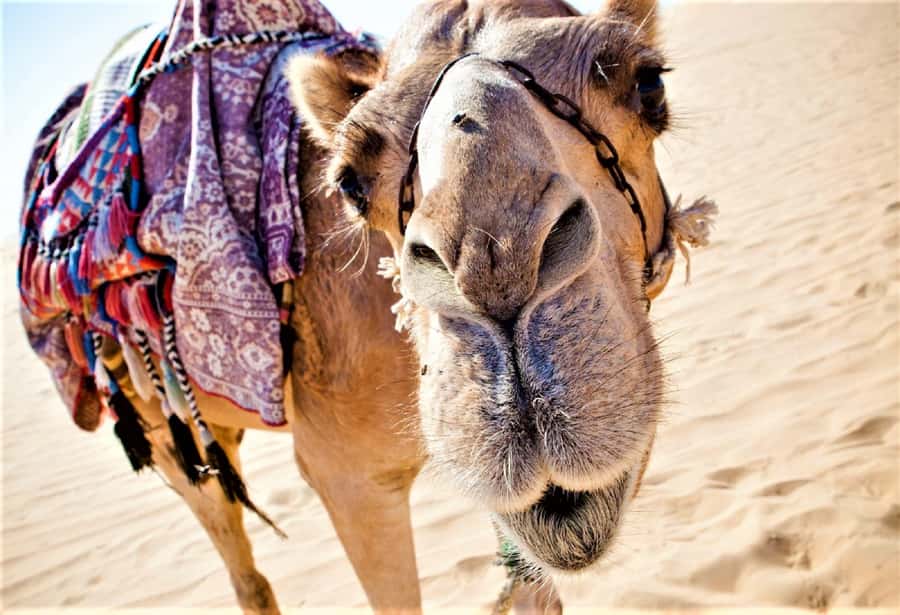 Sunset Camel Riding Including BBQ Dinner & Hotel Transfers - Entering the Ranch: Safety, Camels, and First Impressions