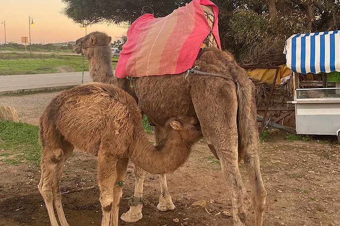 Tangier Package: Camel Ride, Cap Spartel, Hercules Caves & Dining - A tight Tangier route that actually makes sense