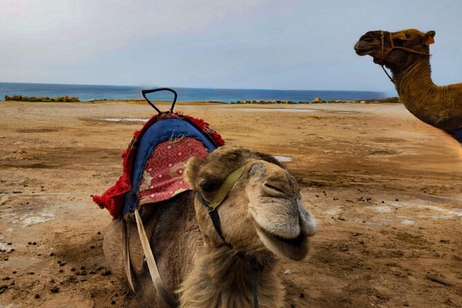 Tangier Private Day Trip from Casablanca by High Speed Train - Parc Perdicaris: the 1904 kidnapping story behind a quiet forest stop