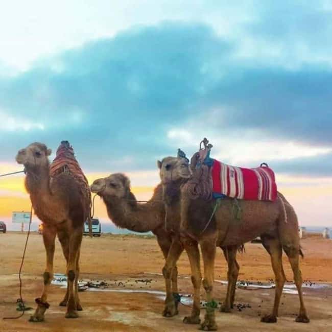 Tangier Sunset: Camel Ride, Hercules Caves. - Hercules Caves: Myth Meets the Damp Air