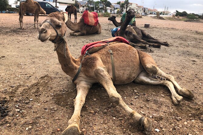 Tarifa to Tangier Tour with ferry ticket , lunch & camel ride - Lunch in Tangier: what you get and why it’s worth planning around