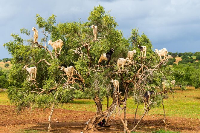 Taroudant and Tiout Oasis with Lunch - Why Taroudant and Tiout Feels Like the Real Day Trip