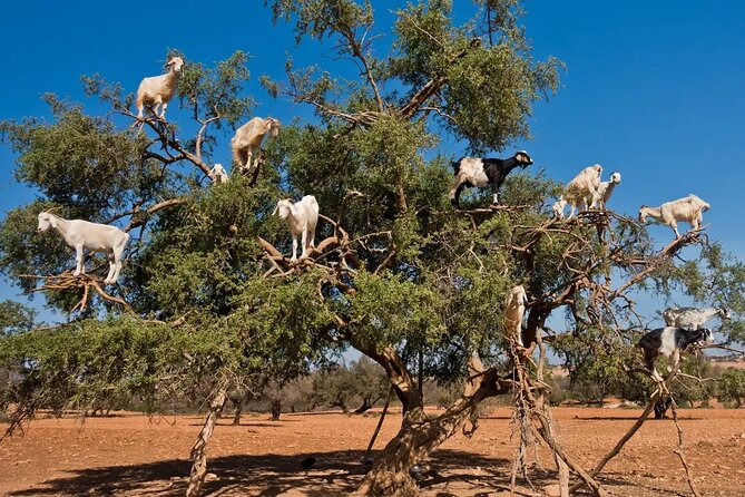 Taroudant half day excursion from Agadir - How the Guides Affect Your Day (And How to Make It Work)
