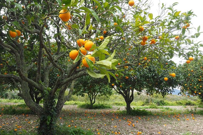 Taroudant half day excursion from Agadir - What to Bring and How to Plan Your Walk
