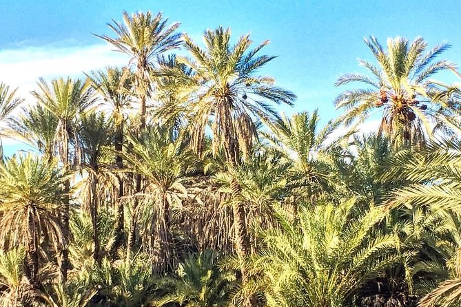 Taroudant the berber city +The Oasis of Tiout village - Entering Taroudant: the Little Marrakesh vibe, minus the pressure
