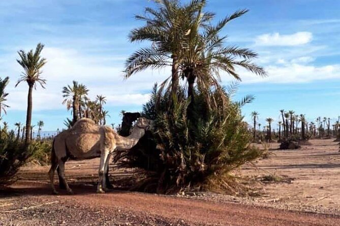 The Majorelle Garden with ticket and the palm grove on camelback - How the 3–4 Hours Typically Play Out