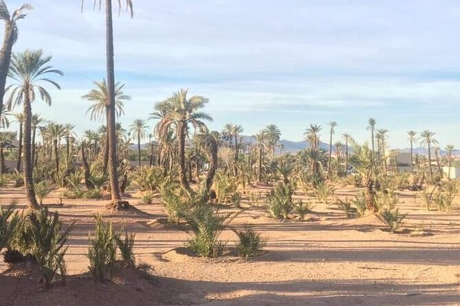 The Majorelle Garden with ticket and the palm grove on camelback - Who This Tour Is Best For