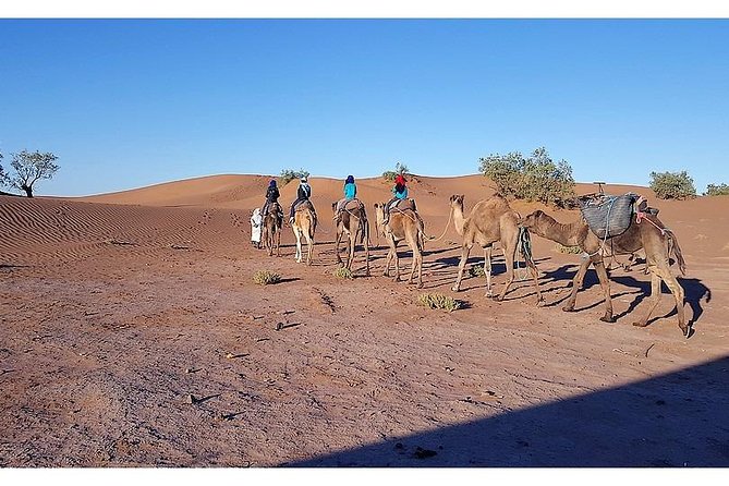 The secret of the camel trekking desert - Day 6: dunes to Ouled Driss, then your final bivouac night