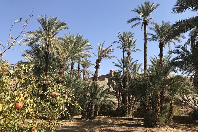 Tour from Ouarzazate to Vallee Du Draa and Dunes Of Tinfou - Driving the Draa Valley Back: Why This Wadi Shapes Everything
