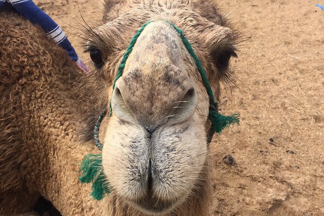 Tour of Tangier 1-2 people with camel ride - Price and value for up to 2 people in Tangier
