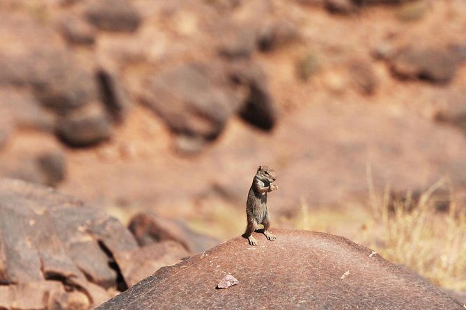 two days in the Zagora desert, Drâa valley from Marrakech - Price and Logistics: Is $81.42 Good Value?