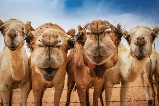 Vip Private Tangier Day Trip - Caves of Hercules: the Map of Africa moment (extra ticket)