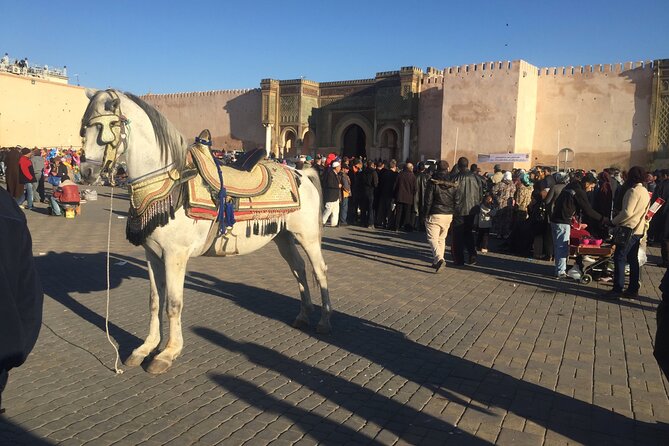 Volubilis, Meknes, Moulay Idriss: Full Day Private Tour from Fes, Morocco - Service quality: when it goes well (and the one risk to know)