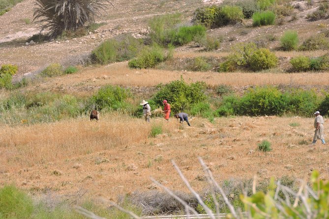 Walk between Argan Forest, Ocean & Waterfalls. 12 km - Sidi M’Barket waterfalls: plan for drought, enjoy the canyon anyway