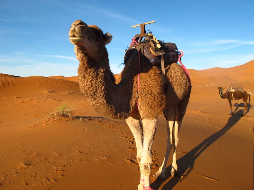 Zagora Sahara Desert Overnight Trip from Ouarzazate - Key highlights at a glance